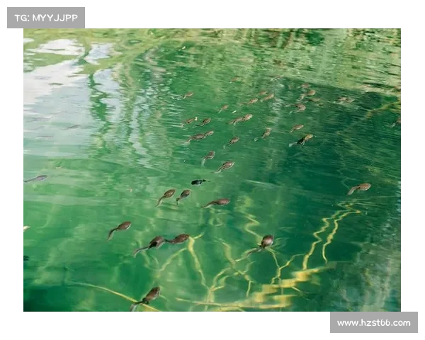 青蛙稀影指引：珍藏旅行青蛙的绝美瞬间